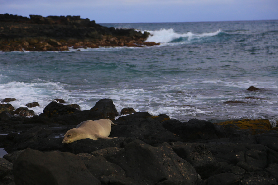 Monk Seal, Poipu Beach, Hawai'i, United States of America