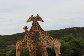 Grid t mclaughlin giraffeboys no.2