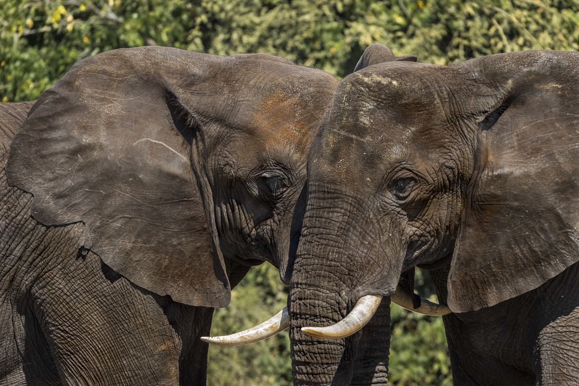 Elephants, Chobe National Park, Botswana
