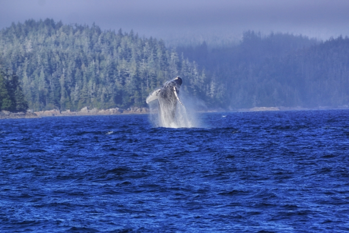 Humpback Whale, Broughton Archipelago, BC, Canada