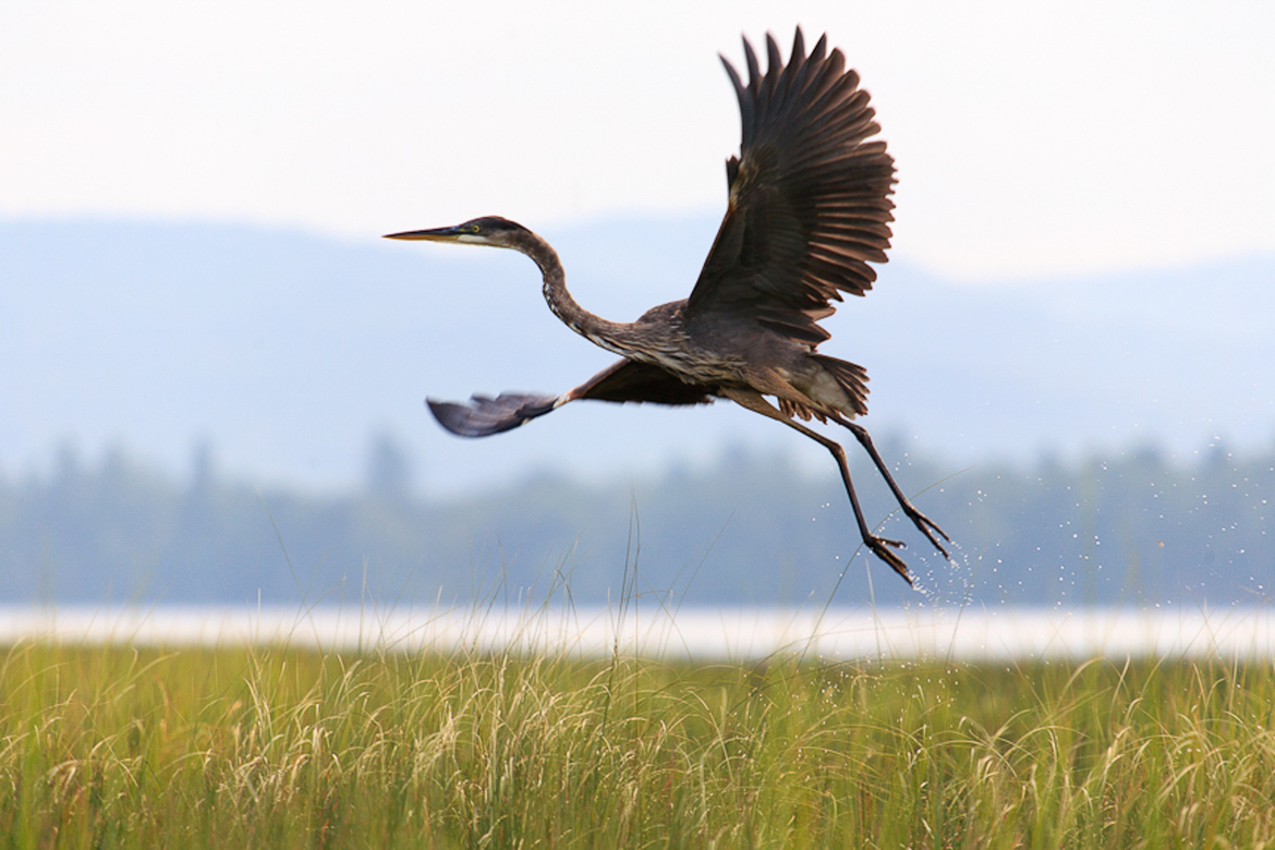 Great Blue Heron, Lake Umbagog National Wildlife Refuge, United States of America