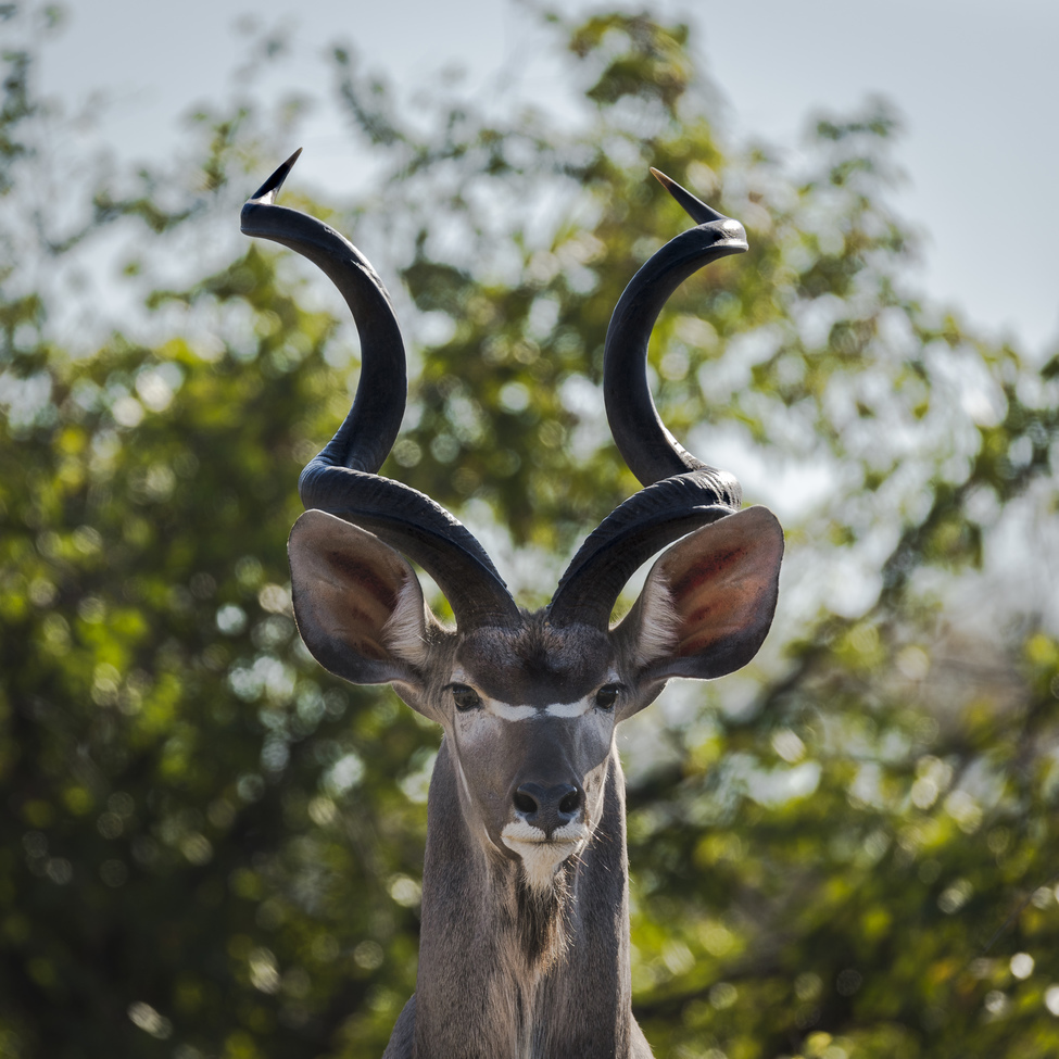 Kudu, Chobe National Park, Botswana