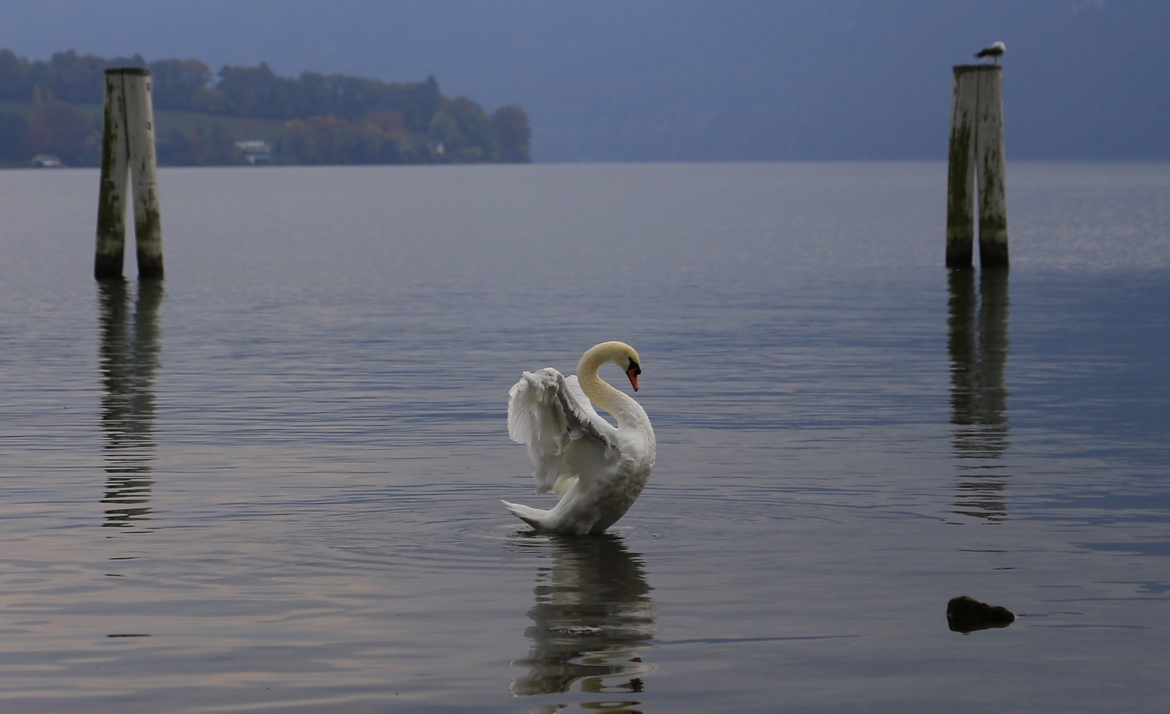 white swan, Lucerne Lake, Switzerland