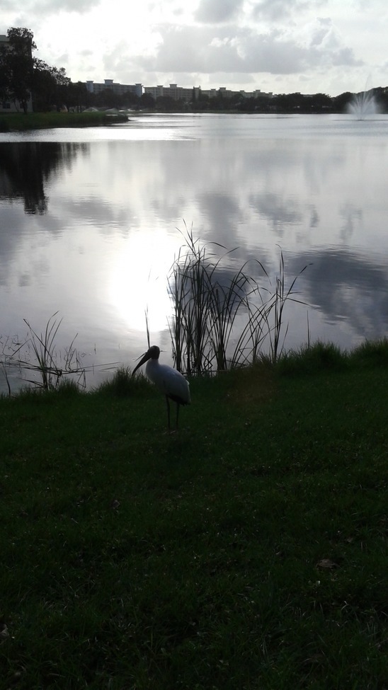 White egret, Palm Aire, United States of America
