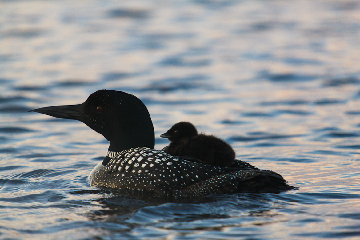 Common Loon, Lake Umbagog National Wildlife Refuge, United States of America