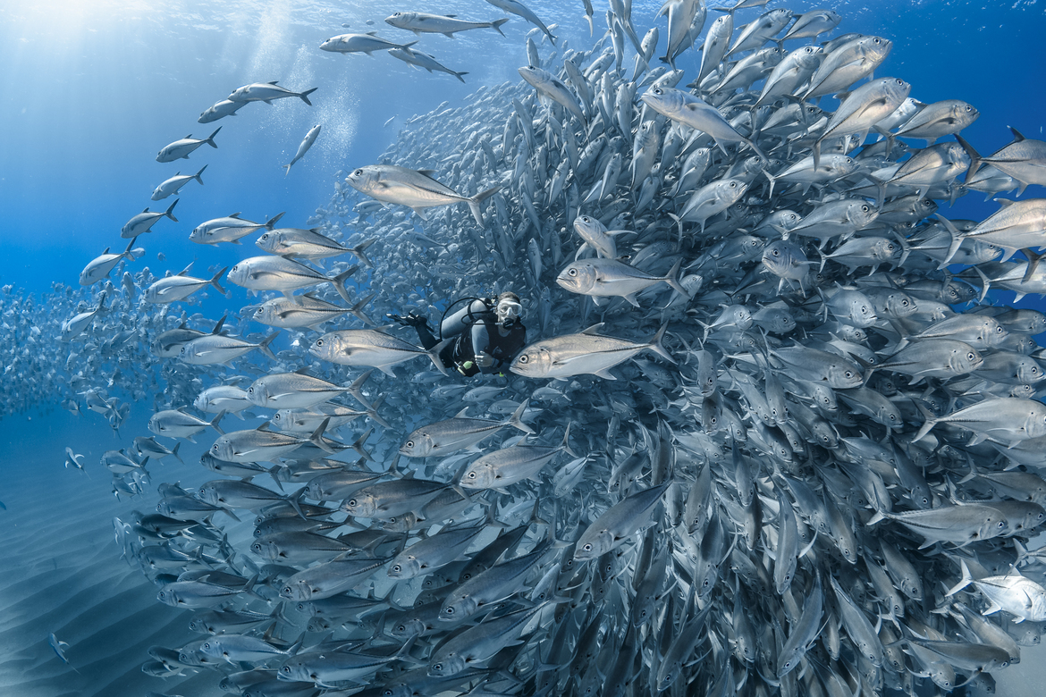 Big Eye Jacks (Trevally), Caranx sexfasciatus, Cabo Pulmo National Marine Park , Mexico