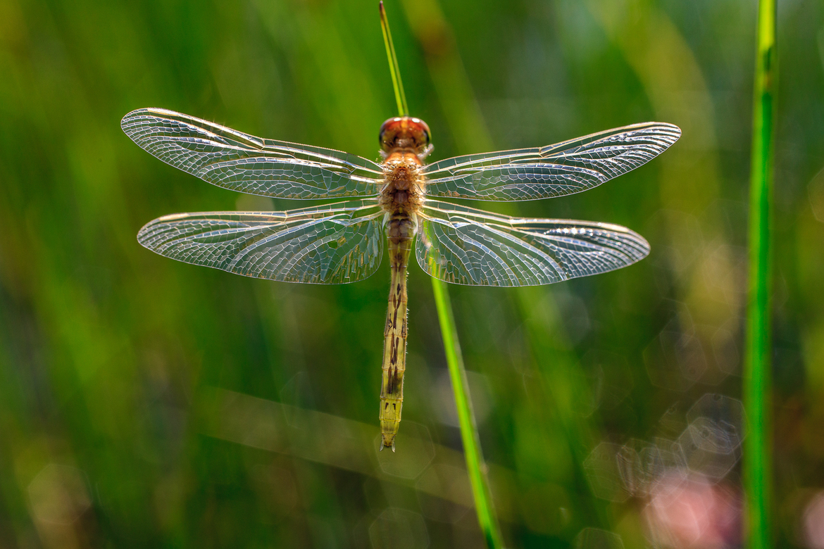 Dragonfly, Lake Umbagog National Wildlife Refuge, United States of America