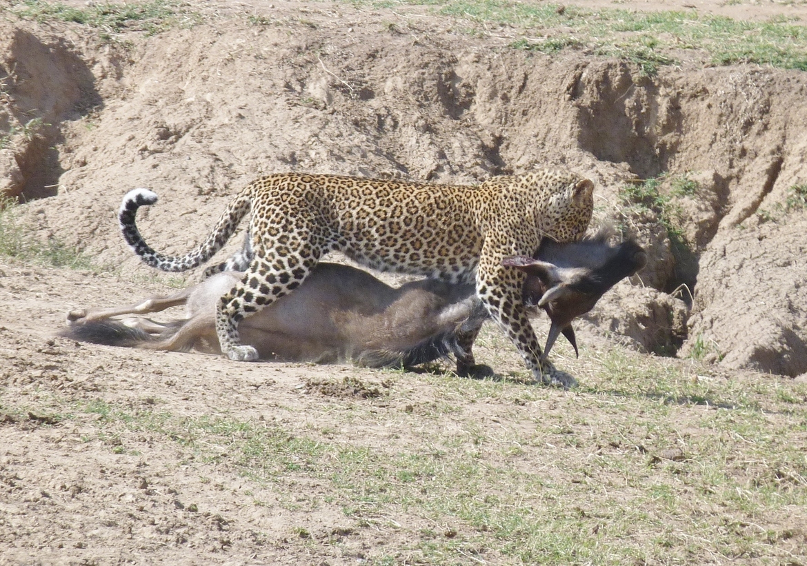 Leopard and Western white-bearded wildebeest, Masai Mara Reserve, Kenya