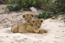 Grid 0163  lion cubs at play