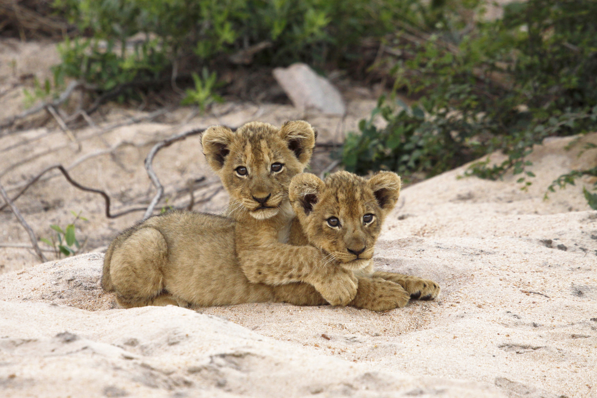 Lion Cubs, Jock Safari Club, Kruger National Park, South Africa
