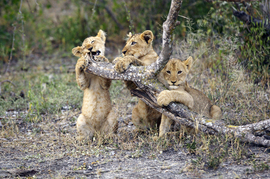 Grid lion cubs 15 14310