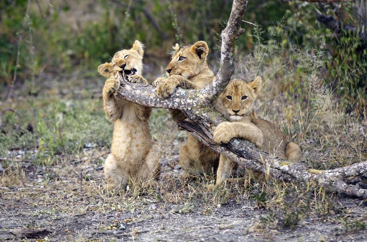 Lion Cubs, Encoveni Lodge,  Naledi Private Reserve, South Africa, South Africa