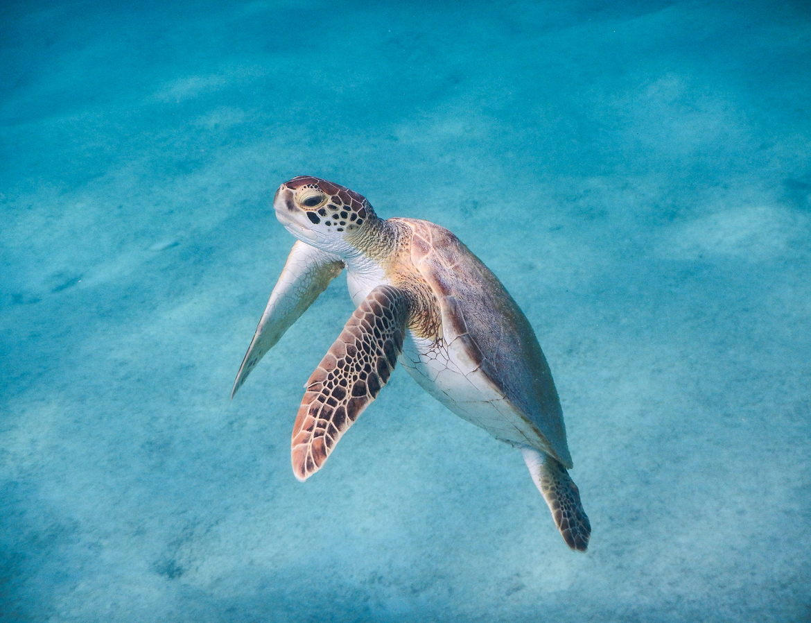 Green Sea Turtle, Salt Pier, Bonaire, Sint Eustatius and Saba