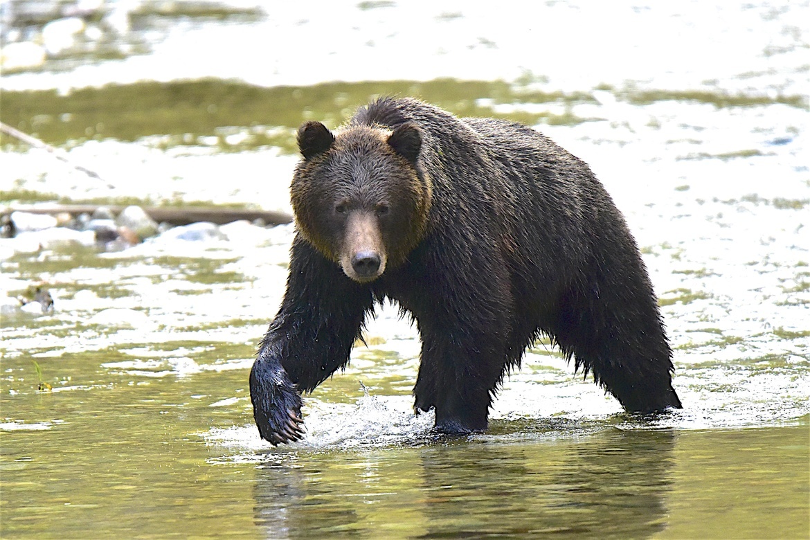 Grizzly Bear., Bute Inlet, First Nation Reserve, British Columbia, Canada