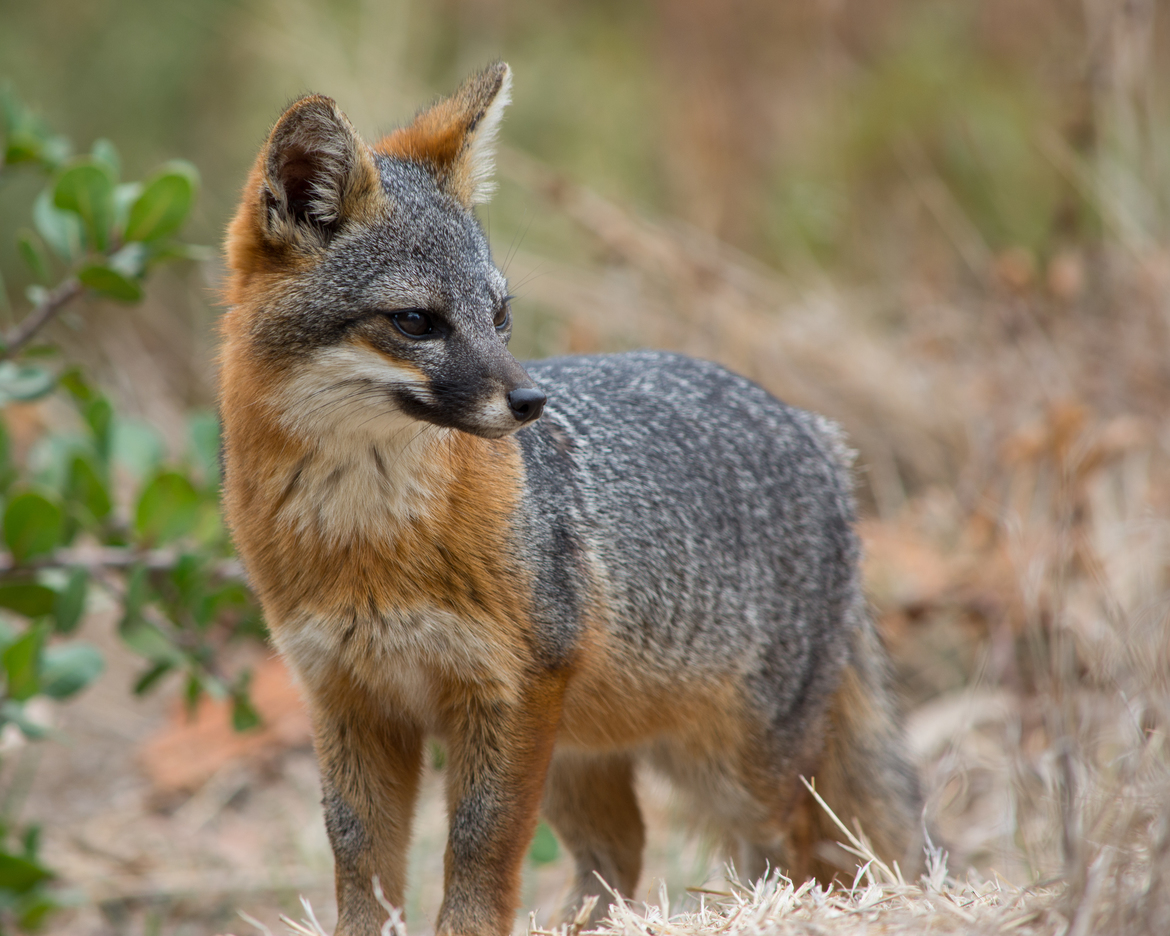 Channel Island Fox, Channel Islands National Park, United States of America