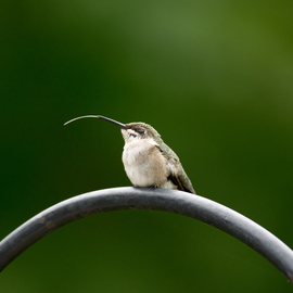 Grid sassy hummingbird