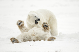 Grid polar bear    13   8016