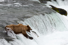 Grid brooks falls bear 402