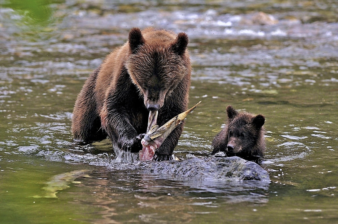 Grizzly bear., Muscle Inlet, 1 1/2 hour north of Klemtu, BC, Canada
