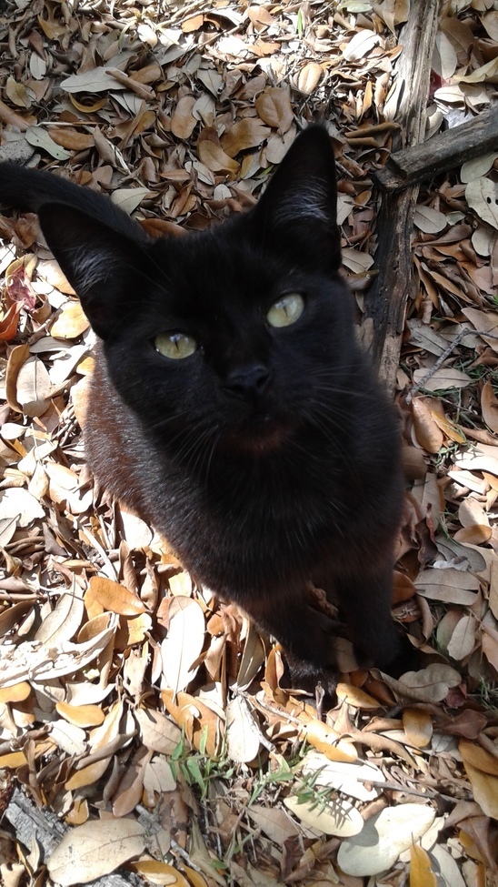 Feral Cat, Pompano Beach, United States of America