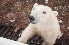 Grid curious polar bear