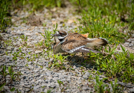 Grid kildeer protecting nest