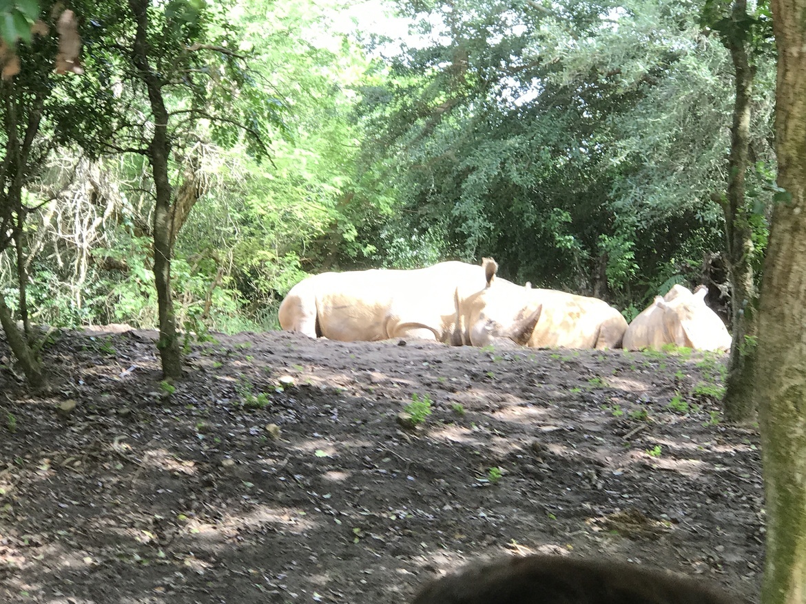 White rhino , Kilimanjaro Safari, United States of America