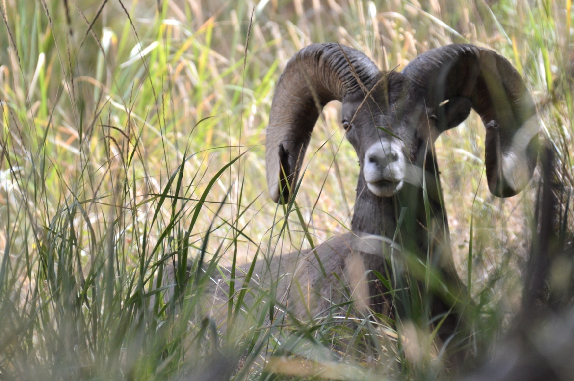Bighorn Sheep, Yellowstone National Park, United States of America