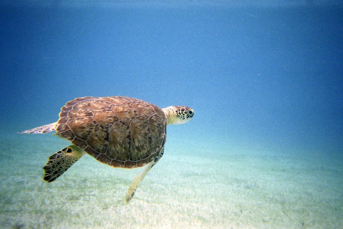 Hawksbill Sea Turtle, St John, United States of America