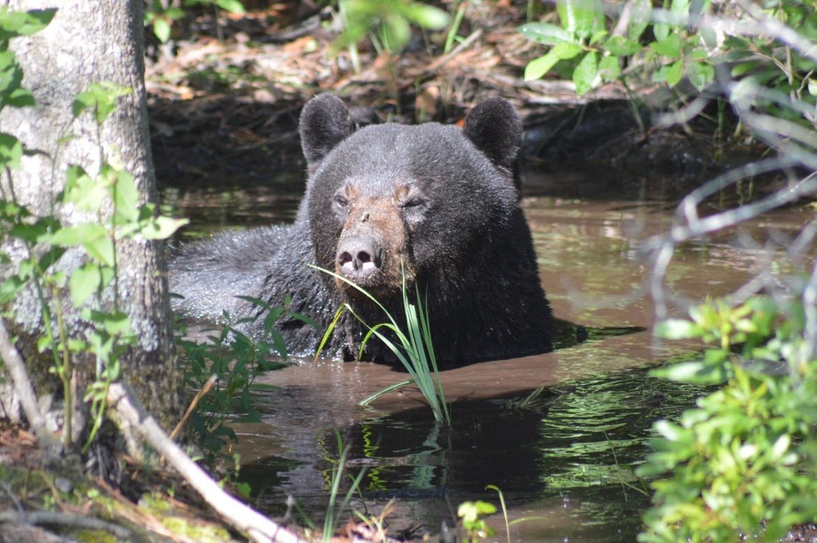 Black Bear, Alligator River National Wildlife Refuge, United States of America