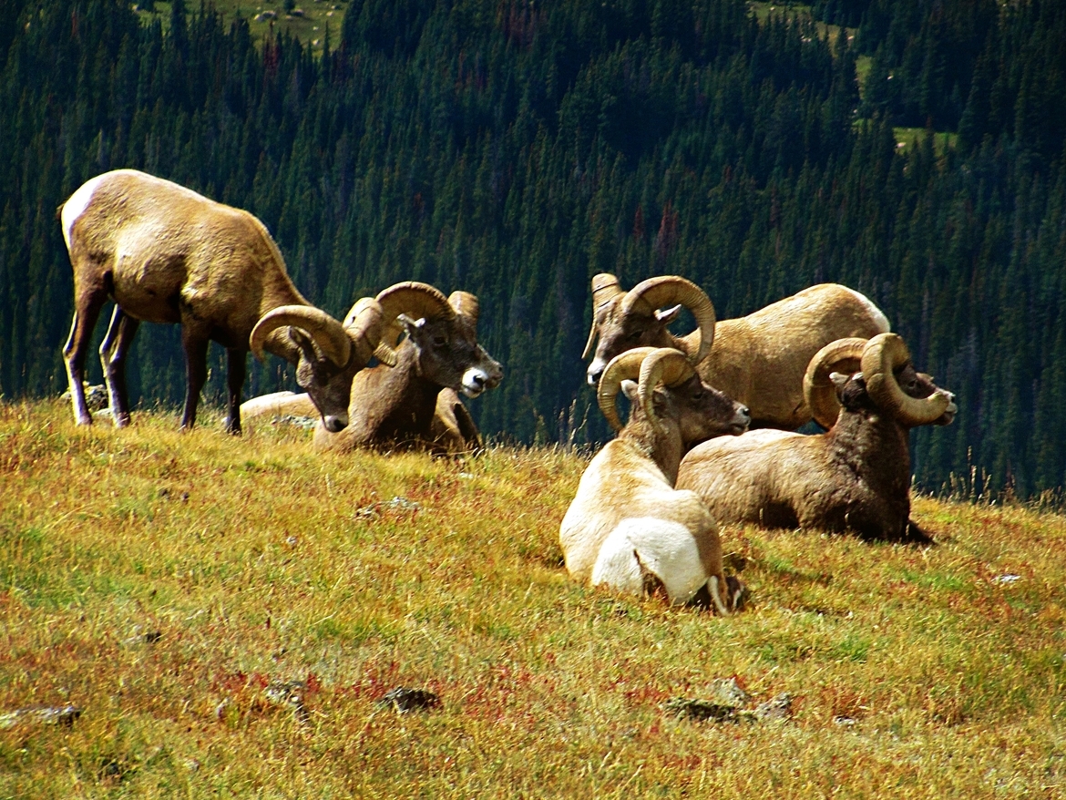 Big Horn Sheep, Yellowstone National Park, United States of America