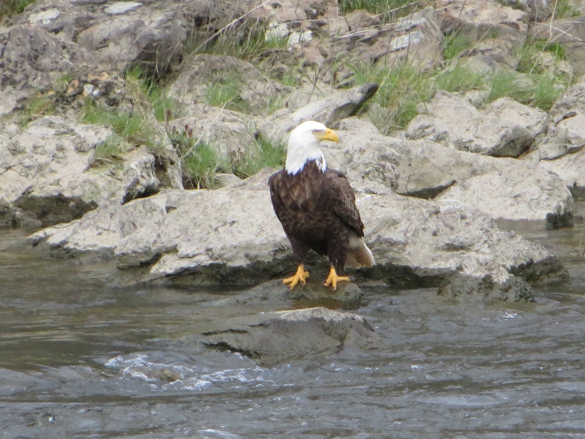 Bald Eagle, Union River, ME, United States of America