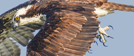 Grid cape charles osprey 5 16 2015  104e 