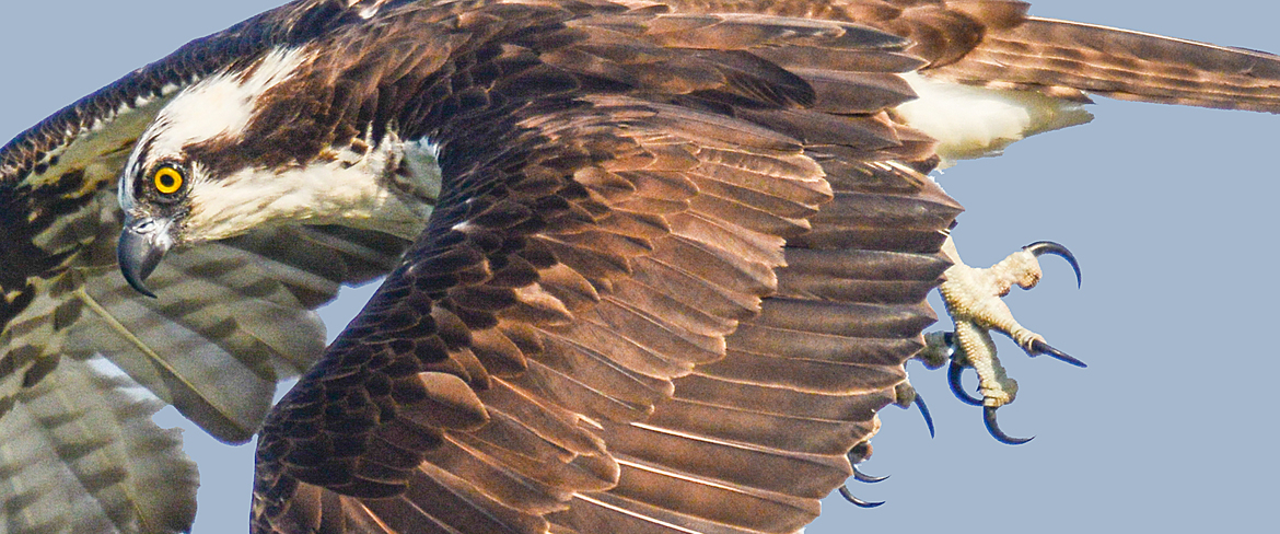 Osprey, Eastern Shore of Virginia, United States of America
