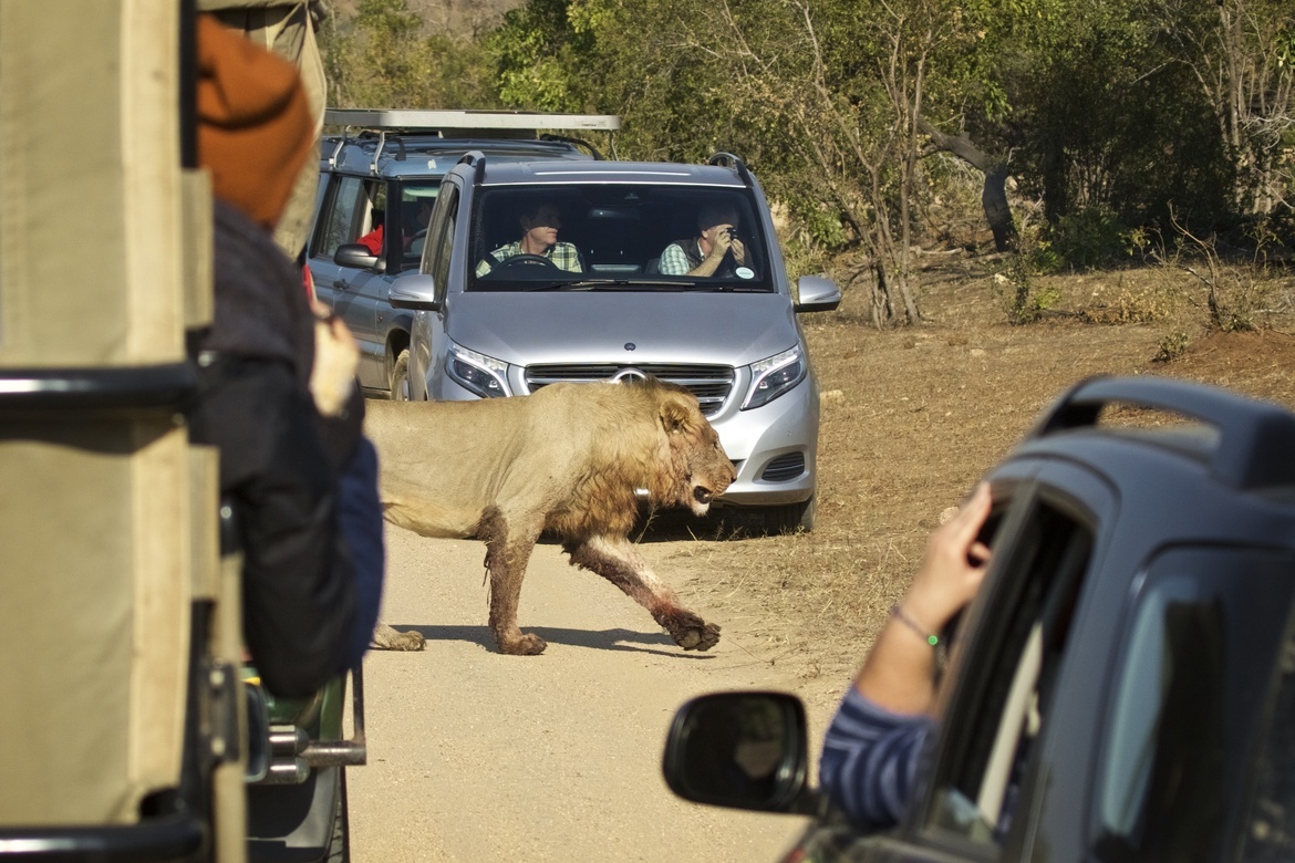 African Lion, Kruger National PArk, South Africa