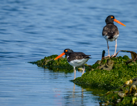 Grid oystercatcher  4 
