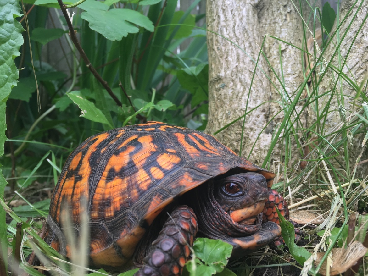 Eastern Box Turtle, Long Island, United States of America
