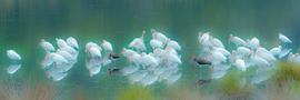 Grid white ibis