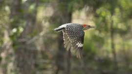 Grid woodpecker flying2