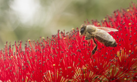 Grid honeybee on bottle brush