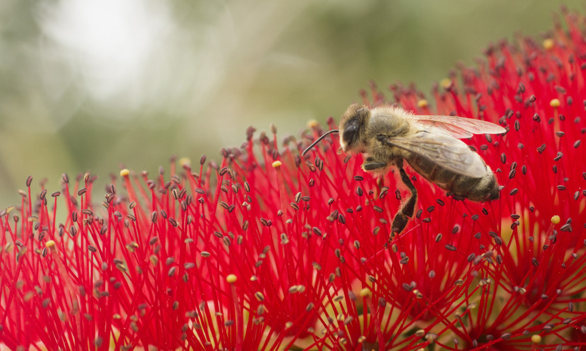 Honeybee, Alachua County, FL, United States of America