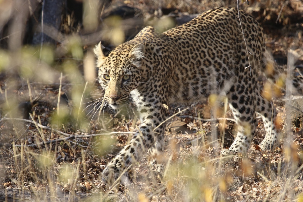 African Leopard, Makalali Conservancy, South Africa