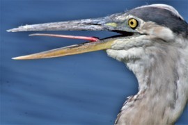 Grid 5 26 heron tongue2