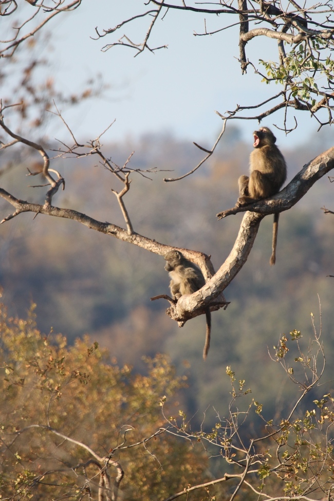 Vervet Monkey, Makalali Conservancy, South Africa
