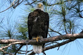 Grid 4 14 eagle staring at me2