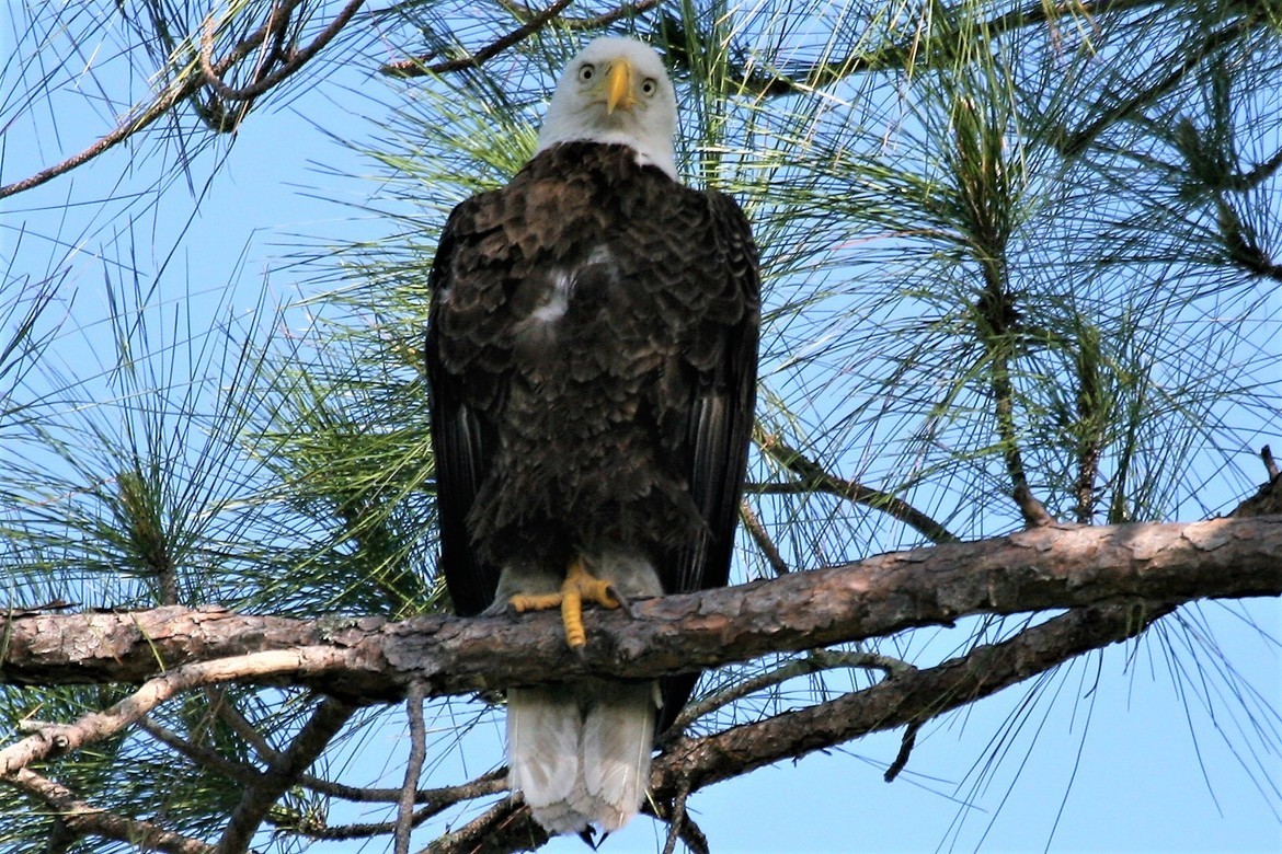 Bald Eagle, Lake Apopka North Shore wildlife drive. Apopka, Florida, United States of America
