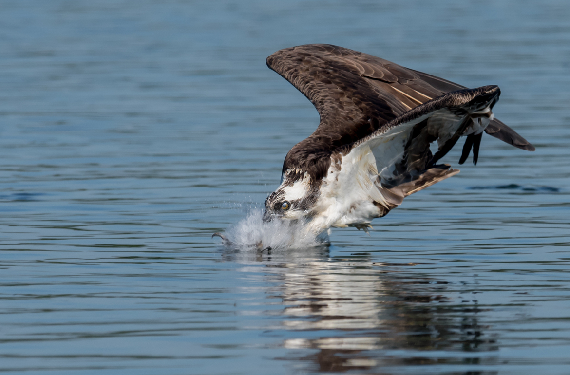 Osprey, Old Saybrook, CT, United States of America
