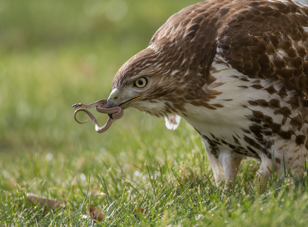 Red-tailed Hawk, Allentown, PA, United States of America