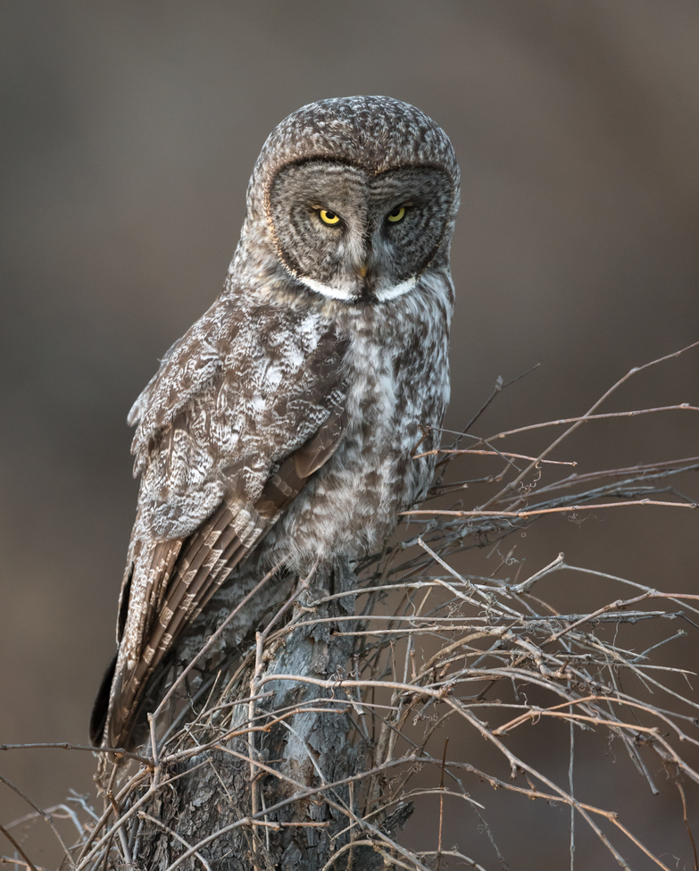 Great Gray Owl, Newport, NH, United States of America