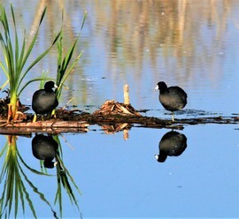 Grid coot 3 2 3